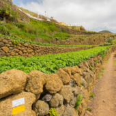 Tenerife40